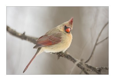 Cardinal / Northern  Cardinal ( femelle)