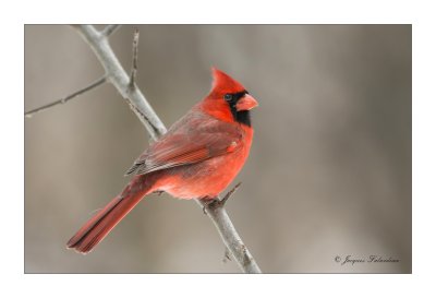 Cardinal / Northern  Cardinal 