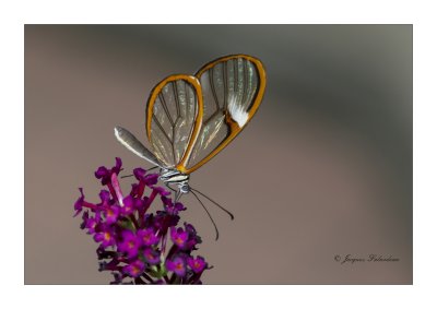 Papillon fantme / Glasswing butterfly