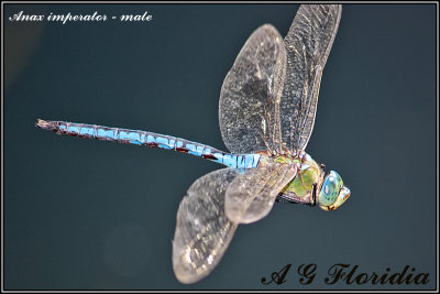 Anax imperator - male 