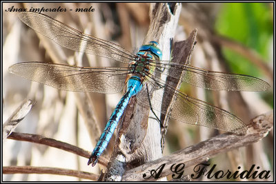 Anax imperator - male