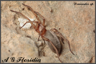 Drassodes sp.