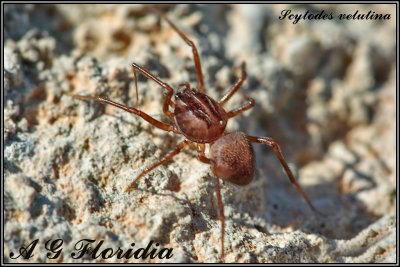 Scytodes velutina 