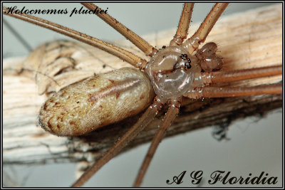 Holocnemus pluchei