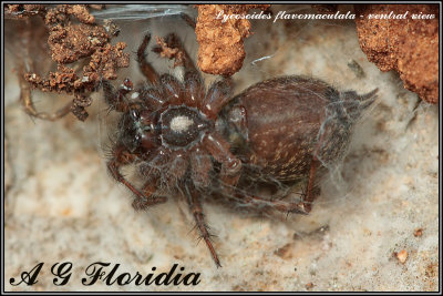 Lycosoides flavomaculata - ventral view