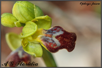 Ophrys fusca 