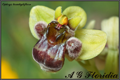 Ophrys bombyliflora