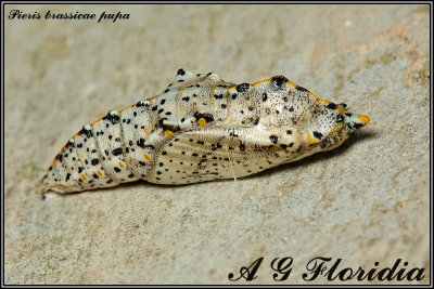 Pieris brassicae - pupa