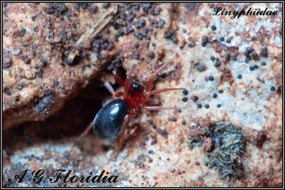 Linyphiidae - probably Microllinyphia sp. 