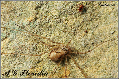 Opiliones - Unidentified sp.