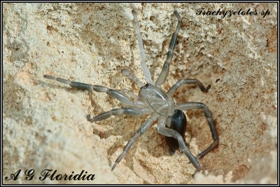 Trachyzelotes sp. - freshly moulted 