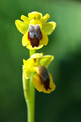 Ophrys lutea phryganae