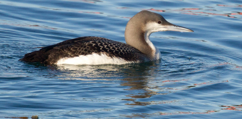 Arctic Loon