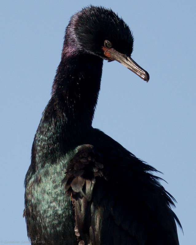 Pelagic Cormorant
