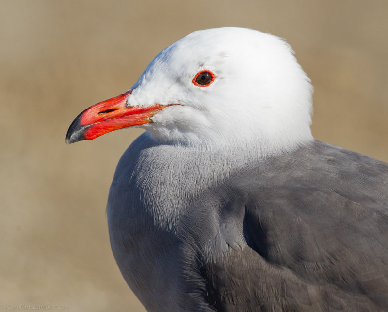 Heermanns Gull