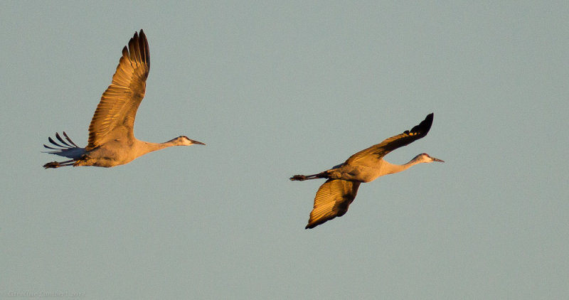 Sandhill Cranes