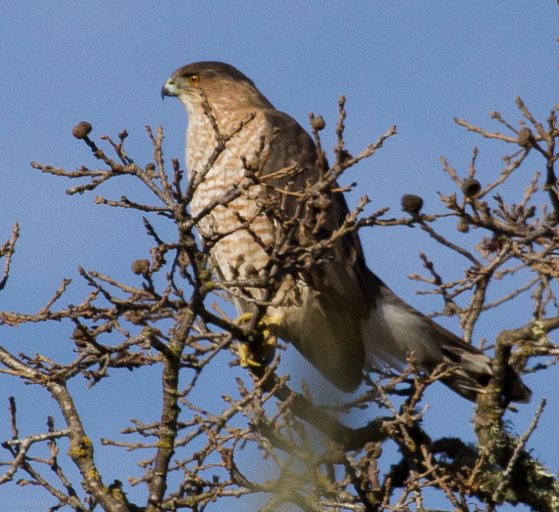 Coopers Hawk