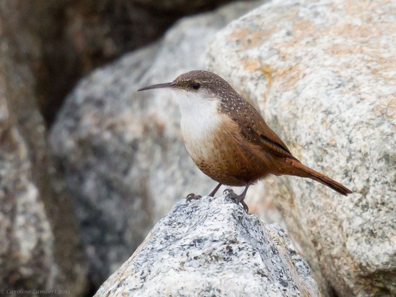 Canyon Wren