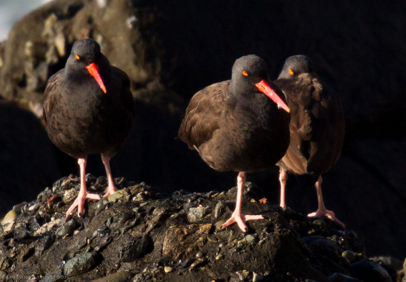 Black Oystercatchers