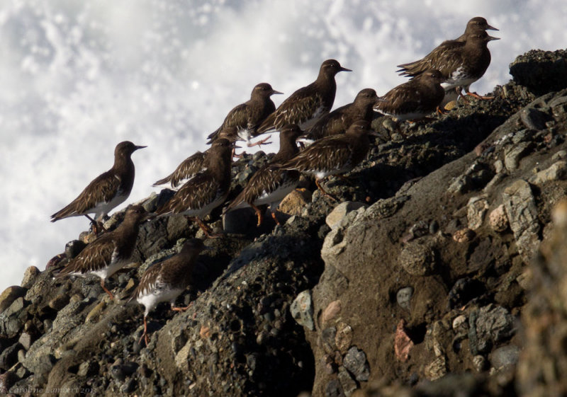Black Turnstones