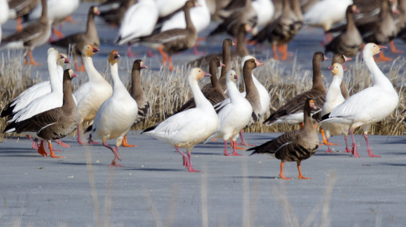 Snow Geese, Rosss Geese, Greater White-fronted Geese