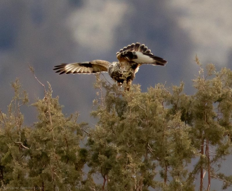 Rough-legged Hawk