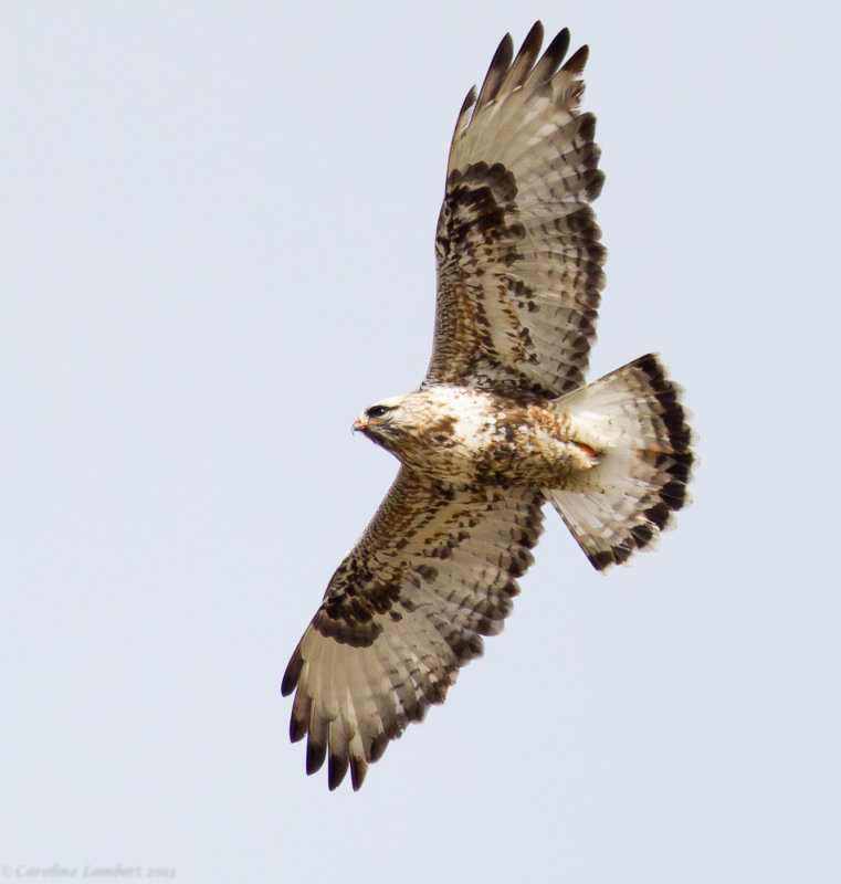 Rough-legged Hawk