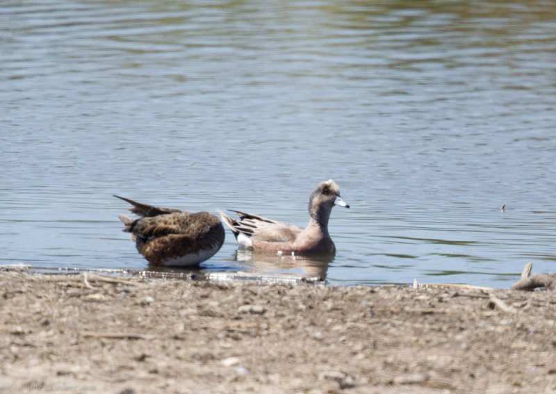 American Wigeon