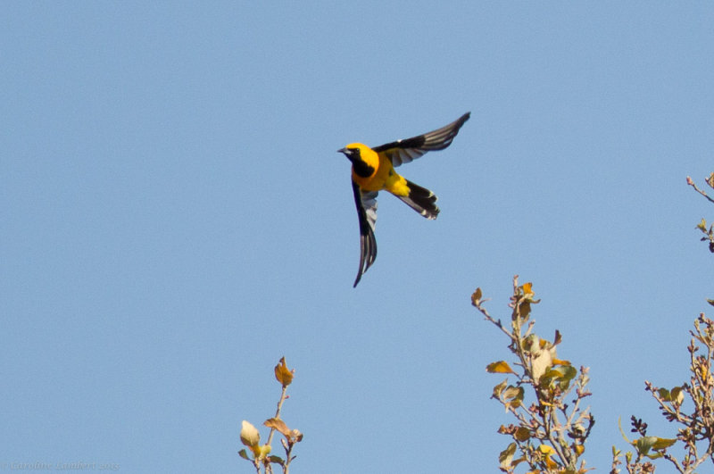 Hooded Oriole