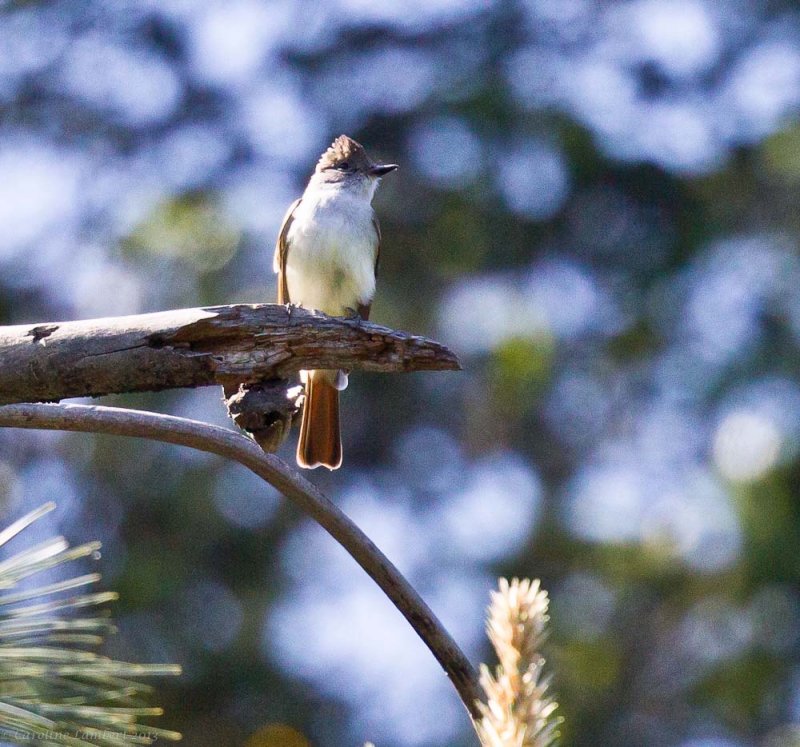 Ash-throated Flycatcher