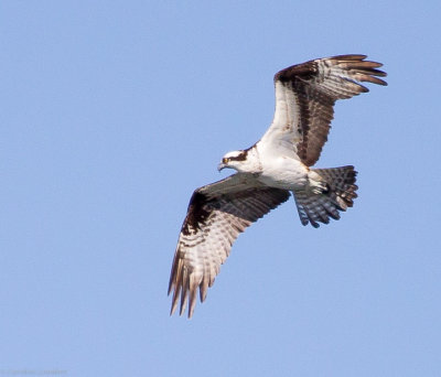 Osprey