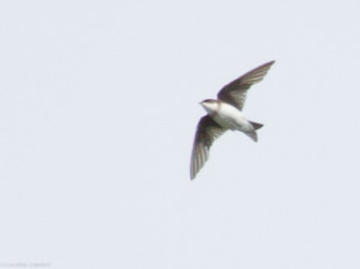 Bank Swallow