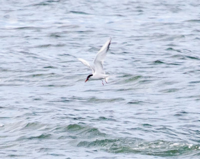 Common Tern