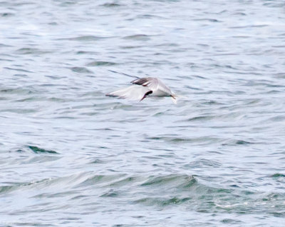 Common Tern