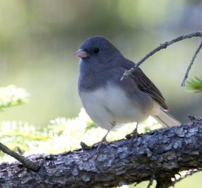Slate-colored Dark-eyed Junco