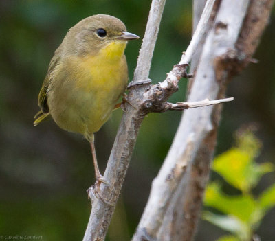 Common Yellowthroat