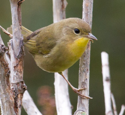 Common Yellowthroat
