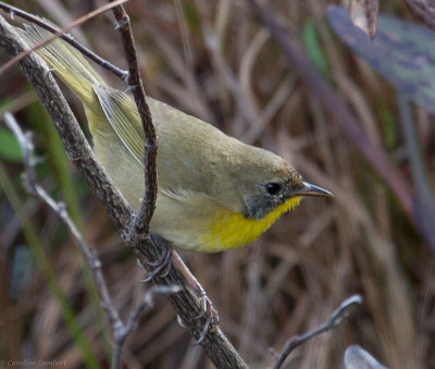 Common Yellowthroat