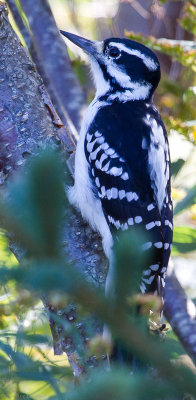Downy Woodpeckers