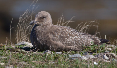 Herring Gull, Juvenile