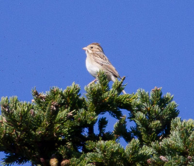 Lincoln's Sparrow