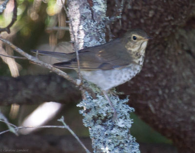 Swainson's Thrush