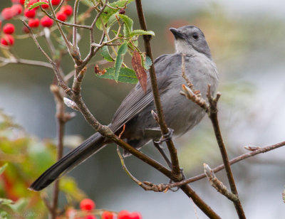 Grey Catbird