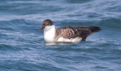 Greater Shearwater