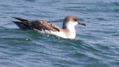 Greater Shearwater