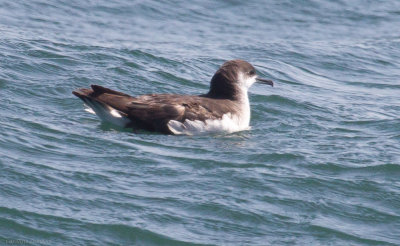 Manx Shearwater