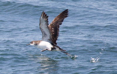 Manx Shearwater