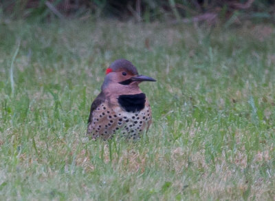 Northern Flicker