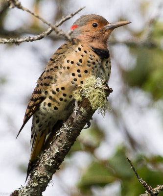 Northern Flicker, yellow-shafted