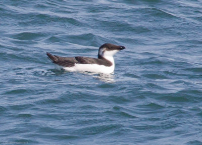 Razorbill